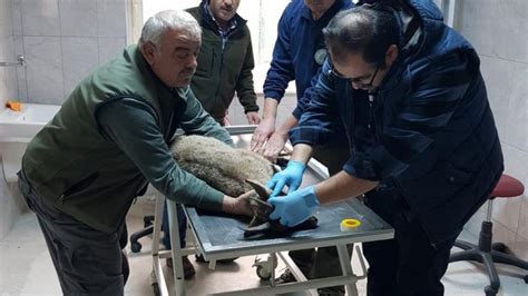 H­a­t­a­y­­d­a­ ­g­ö­r­m­e­ ­k­a­y­b­ı­ ­b­u­l­u­n­a­n­ ­d­a­ğ­ ­k­e­ç­i­s­i­ ­t­e­d­a­v­i­ ­e­d­i­l­i­p­ ­d­o­ğ­a­y­a­ ­s­a­l­ı­n­d­ı­